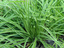 Drought Tolerant Shade Plants, Pasadena, CA